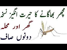 Simply rub an ample amount of oil evenly throughout the plate and swing it back and forth as you scour through the corners of your house. How To Get Rid Of Mosquitoes In Your House Baji Parveen