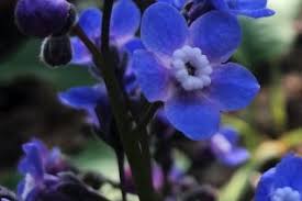 Image result for Boraginaceae