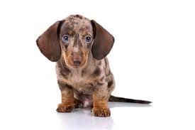 They make a devoted and loyal addition to the family. Dapple Dachshund Size Color Price And More Perfect Dog Breeds