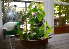 Votre plante est malade ? Brumiser Les Plantes D Interieur Pourquoi Comment