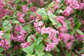 Bright yellow flowers cover this california native in spring and all have white or pale pink or purple flowers with a flush of bloom in spring. 10 Best Low Maintenance Bushes And Shrubs Easy Garden Plant Ideas