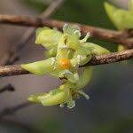 Image result for Garcinia huillensis