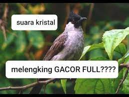 Suara Burung Kutilang Gacor Full Kristal Melengking Buat Pikat Youtube Burung Kristal