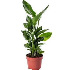 Image result for Strelitzia caudata