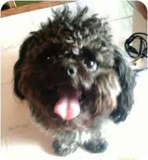 Want monthly tips, tricks and information about puppies? Dayton Oh Pug Meet Chewie A Pet For Adoption