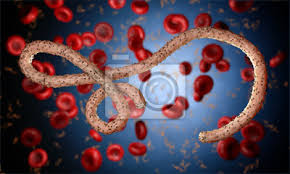 Ebola virus (species zaire ebolavirus) Ebola Virus Bakterien Viren Epidemie Realistische 3d Render Virus Fototapete Fototapeten Medicals Bakterien Ausbruch Myloview De