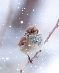 1 104 Mentions J Aime 140 Commentaires Nazim Tetik Sur Instagram Serce 2 Bide Bu Var Beautiful Birds Bird Photo Animals Beautiful