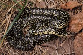 Speckled Kingsnake Lampropeltis Getula Holbrooki Florida King Snake Poisonous Snakes Snake