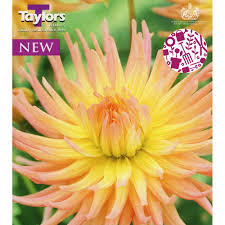 Taylor S Bulbs Dahlia Apricot Star Single Tuber Pack Garden Center Tubers Dahlia