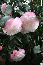Pin On Bold And Beautiful Camellias