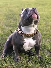Top Producing American Bully Stud 2019 2020 Goruntuler Ile Hayvanlar Amerikan