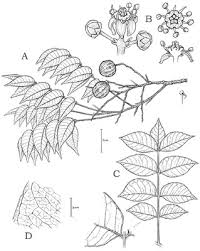 Image result for Lannea asymmetrica