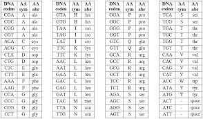 1 2 3 4 5 6 dna transcription & translation worksheet. 2