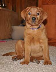 Fox Red Lab Puppy At Red Moon Labs Red Lab Puppies Fox Red Labrador Fox Red Labrador Puppy