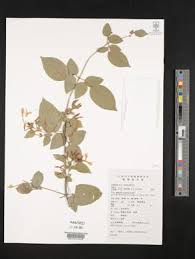 Image result for Jasminum streptopus