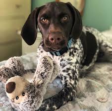 We did not find results for: German Shorthaired Pointer Breed Info Guide Quirks Pictures Personality Facts Barkpost