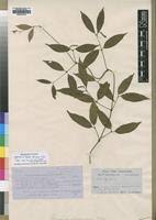 Image result for Gnetum africanum