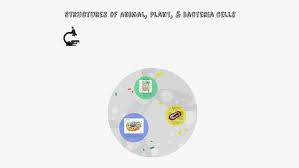 Check spelling or type a new query. Structure Of Animal Plant Cells By Ella Weeks