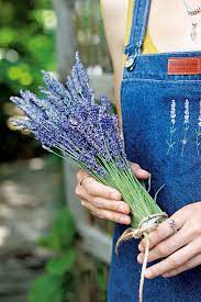 You can find the answer below or feel free to contact us for any other questions. Return Of The Living Dead How Dried Flowers Made A Comeback Stuff Co Nz