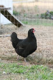 Black Australorp Chicken Egg Color 10 Reasons To Raise Black Australorp Chickens Australorp Chicken Chickens Backyard Breeds Chickens Backyard