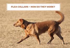 We did not find results for: Flea Collars How Do They Work