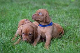 We did not find results for: 3 Week Old Vizsla Puppies Novocom Top