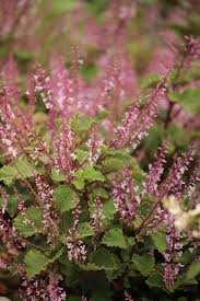 Image result for Aster chimanimaniensis