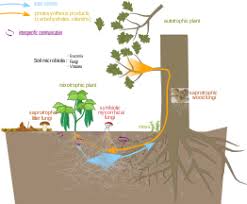 But, course hero offers more than just the resources i've listed above. Permaculture Wikipedia