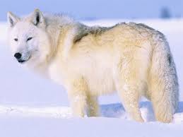 Arctic Wolf Arctic Wolf Canis Lupus Arctos Canis Lupus