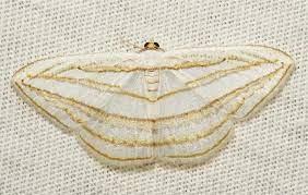 Geometrid Moth Orthocabera Sericea Ennominae Moth Butterfly Beautiful Butterflies