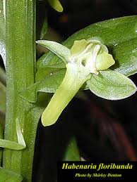 Image result for Habenaria arenaria