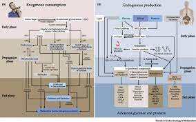 Clinical Translational Aspects Of Advanced Glycation End Products Trends In Endocrinology Metabolism
