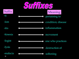 PPT - Introduction to Medical Terminology: Learning the Basics PowerPoint  Presentation - ID:9174786