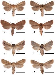 Image result for Andropogon perligulatus