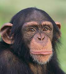 Pin By Francine Sssman On Vaches Monkey Pictures Chimpanzee Pet Monkey