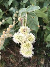 Image result for Cyathula natalensis