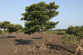 Image result for Bruguiera