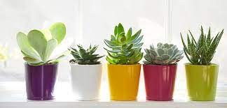 We believe in helping you find the looking for something more? Succulents Costa Farms