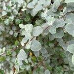 Image result for Helichrysum lineare