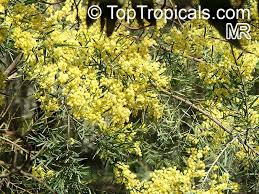 Image result for Acacia haematoxylon