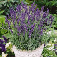 Then treat the same as winter squashes. Everwilde Farms 1 Lb Vera Lavender Herb Seeds Gold Vault Bulk Seed Packet Walmart Com Walmart Com