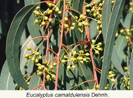 Image result for Eucalyptus sp.