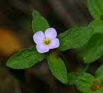 Image result for Antherotoma debilis