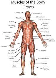 The thoracic cage is made up of twelve uniquely curved bones, having head, neck and shaft, that collectively serve to give shape to upper part of your body as well as protection to the vital body organs. Body Muscle Diagram And Names Lower Back Muscle Anatomy And Low Back Pain Normally We Only Know The Name Of A Kumpulan Alamat Grapari Telkomsel Dan Alamat Bank