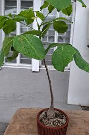 Image result for Raphionacme procumbens