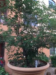 Mexican Bird Of Paradise Plant Varieties Free Plant Identification Birds Of Paradise Plant Patio Trees Plants