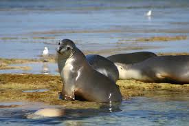Ich liebe australien und war mittlerweile bereits 20 mal auf dem roten kontinent. 3 Day Sealion And Outback Experience Port Lincoln Lets Go Australia
