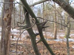 They naturally spawn in the nether and inflicts damage on players when touched. A Thorny Vine Naturesnippets