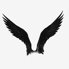 asas de aves frigorificas png fundo transparente fragata passaro png imagem png e psd para download gratuito wings png bird wings bird pen