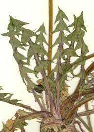 Image result for Taraxacum